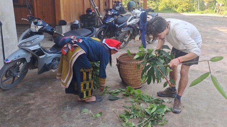 khánguyen-lieu-la-thuoc-tam-dao-do-ta-phinch trải nghiệm cách phân biệt cây thuôc thảo dược quý hiếm